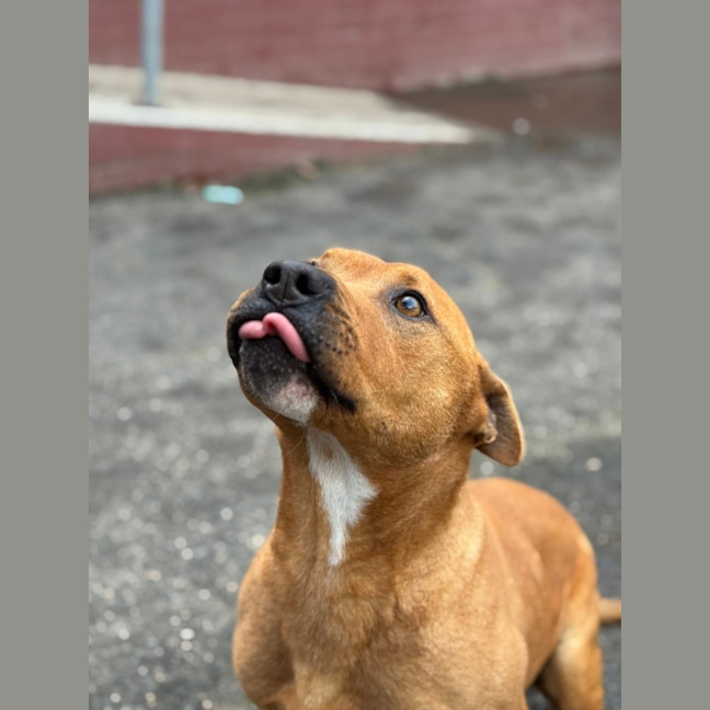 Photo of Beef Supreme