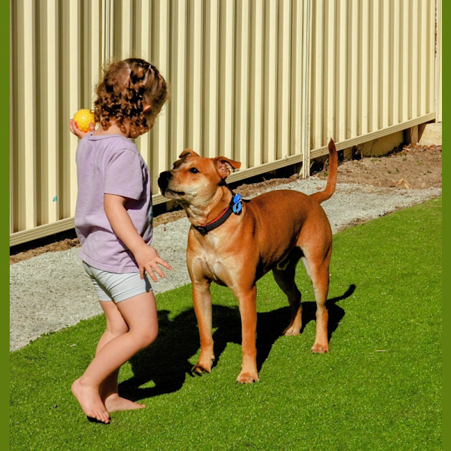 Photo of Koda