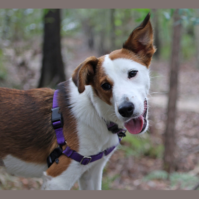 Photo of Lady