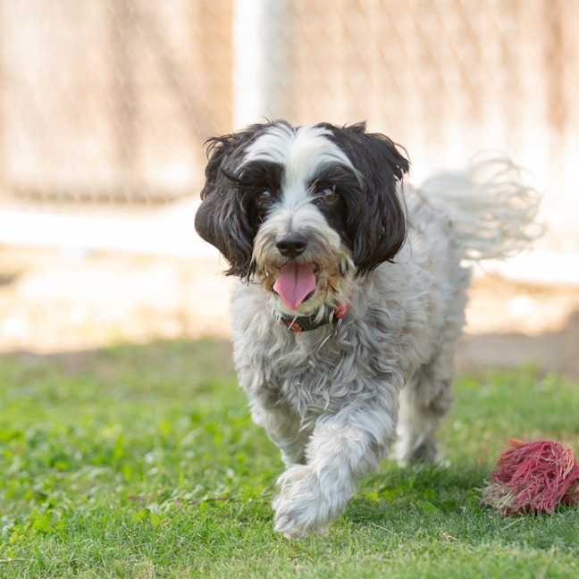 Photo of Ruby