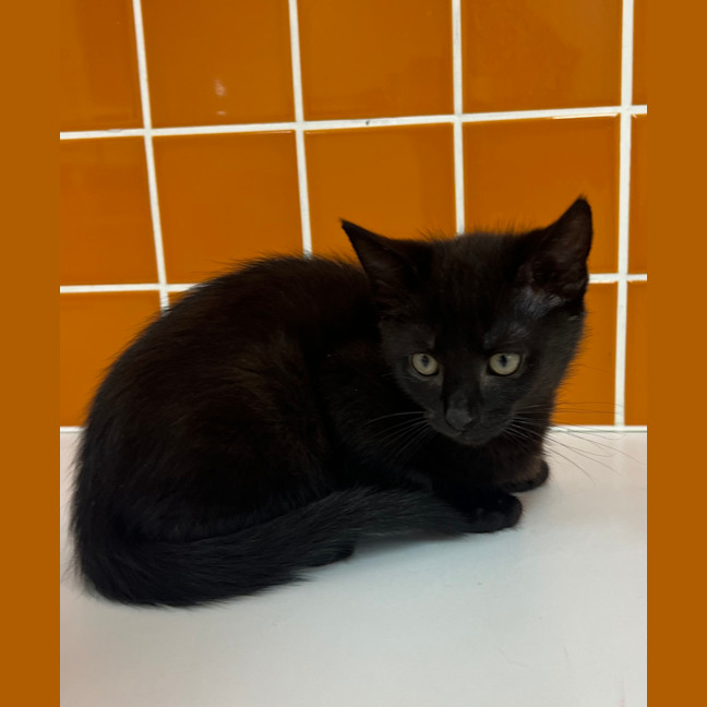Photo of Artemis