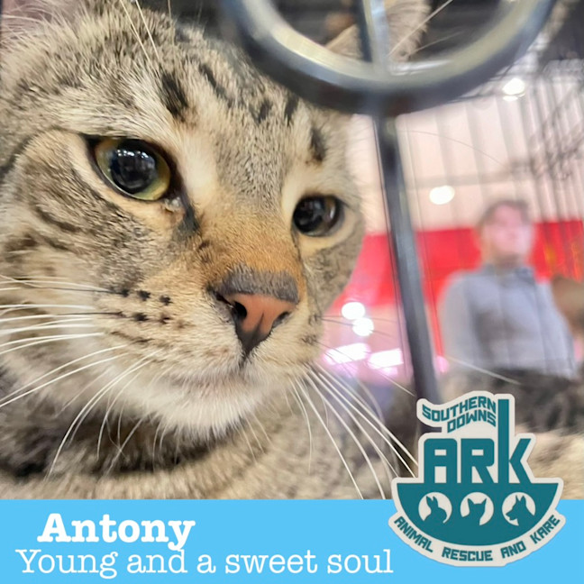 Photo of Antony