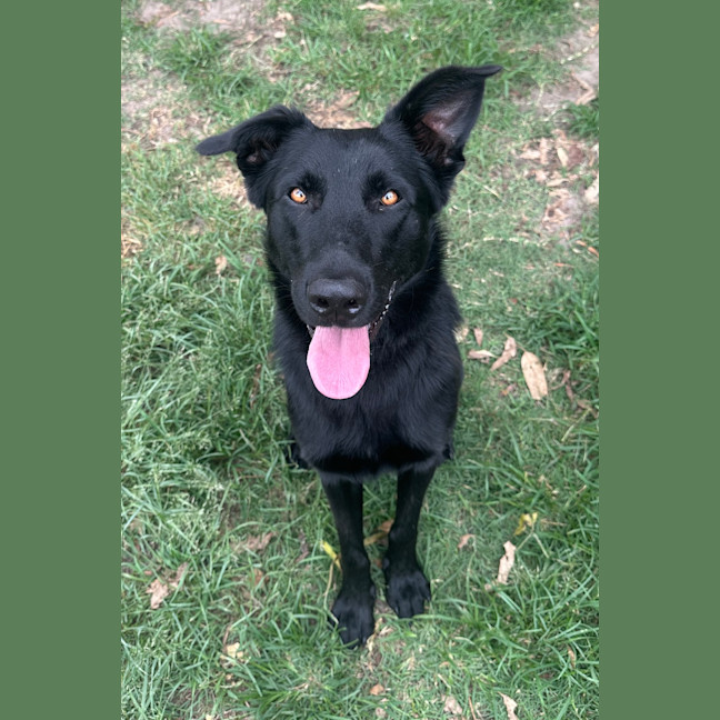 Photo of Akela