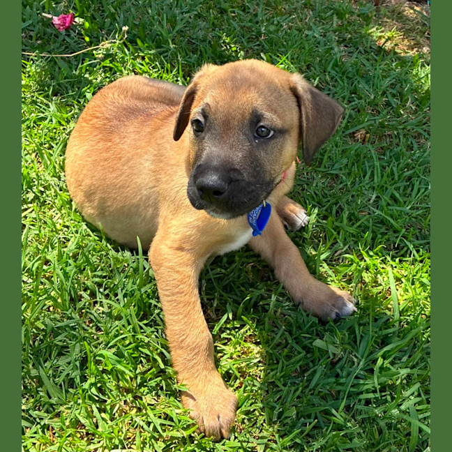 Photo of Snoopy   9 Week Old Cattle Dog X