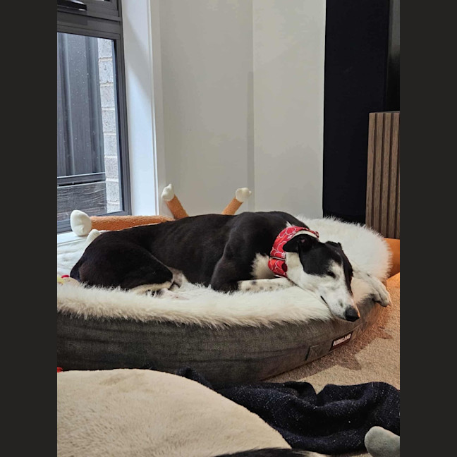 Photo of Betsy, The Cat Friendly Greyhound