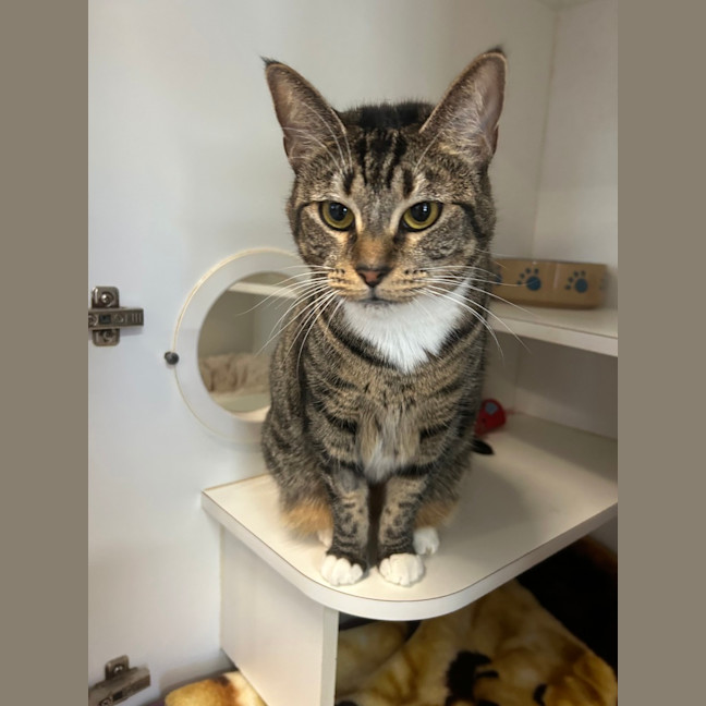 Photo of Tabby