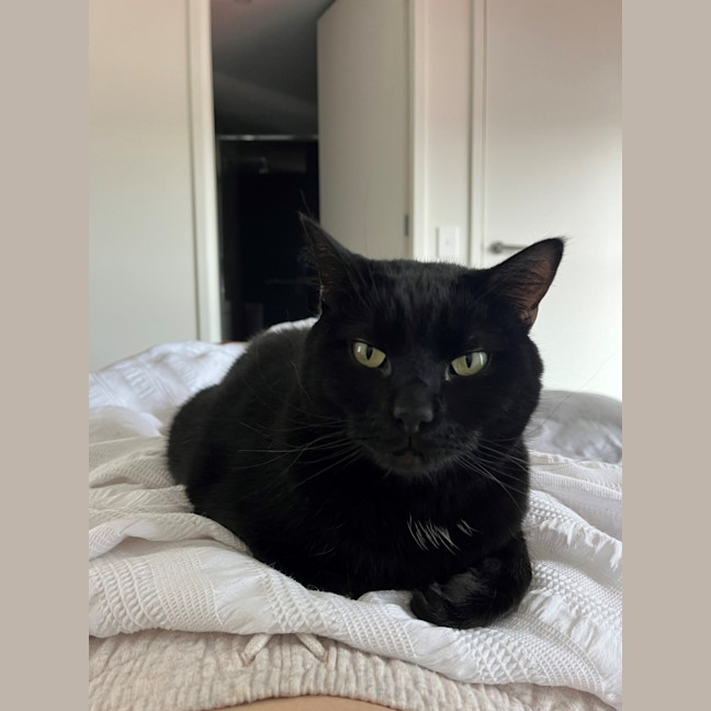 Photo of Blaze   Located In Windsor