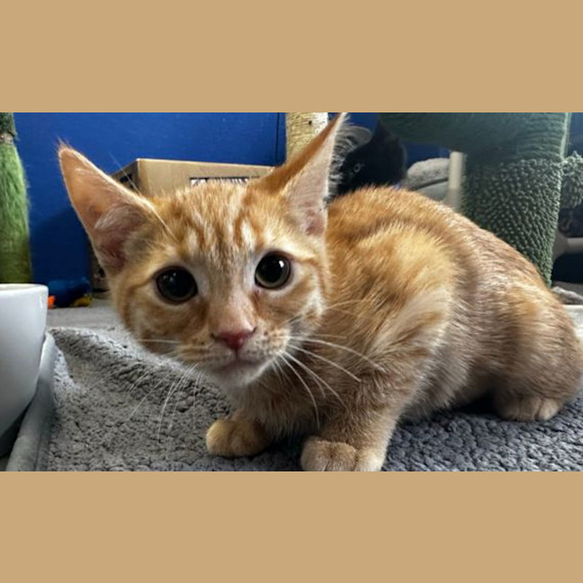 Photo of Tango