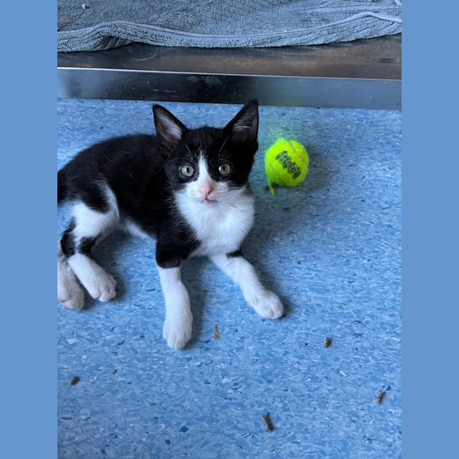 Photo of Simon   In Foster Care In Ashburton