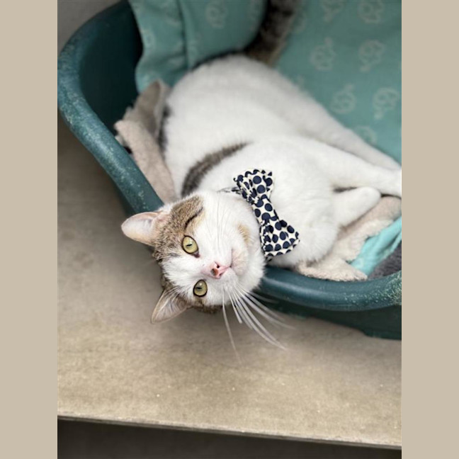 Photo of Professor Meow