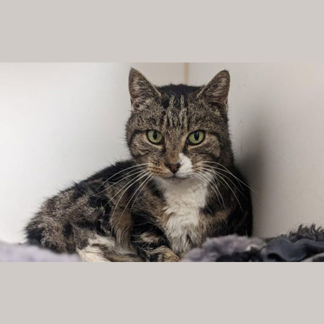 Photo of Duchess