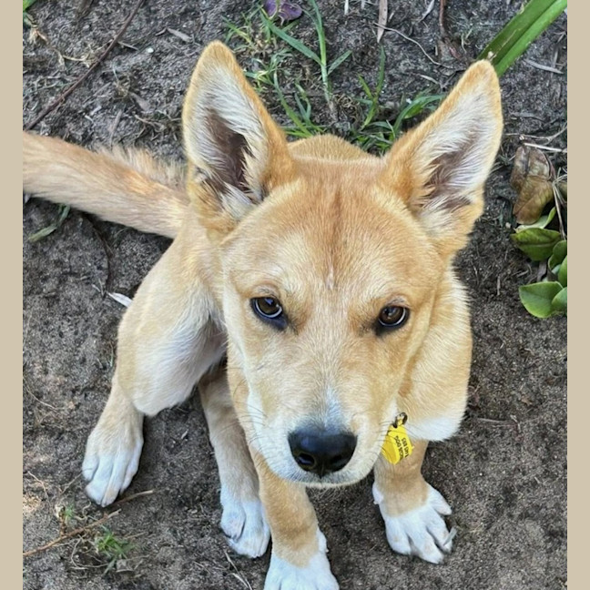 Photo of Shadow