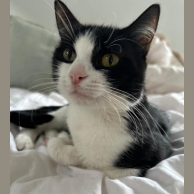 Photo of Amora
