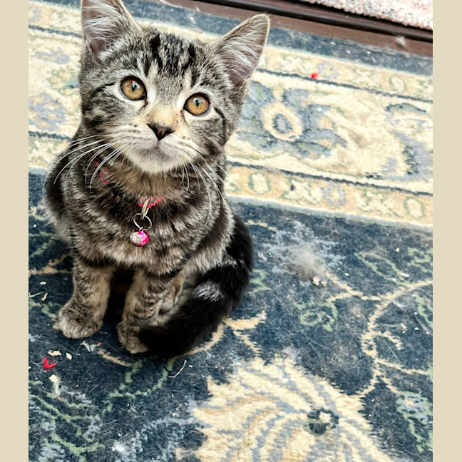 Photo of Delilah & Elfie