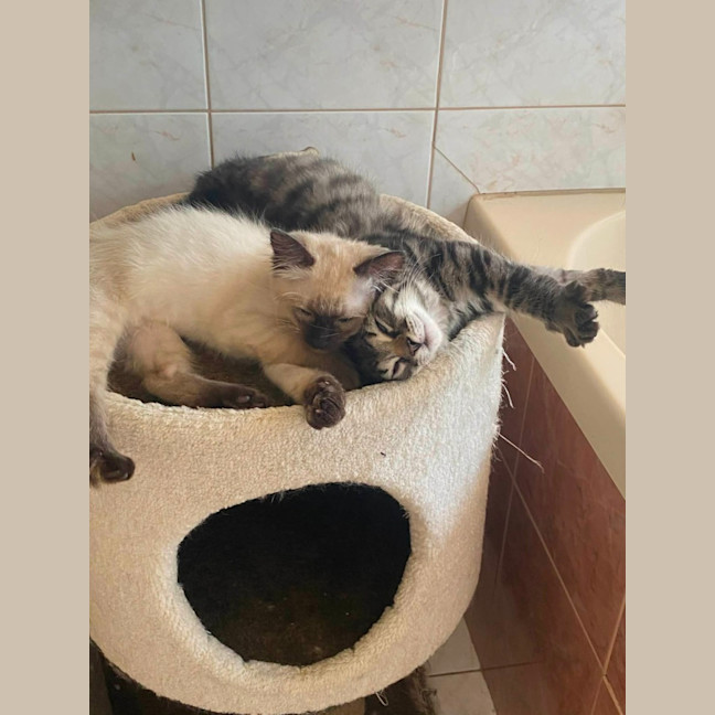 Photo of Dennis   In Foster Care In Greensborough