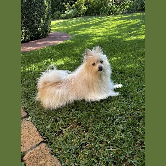 Photo of Leia