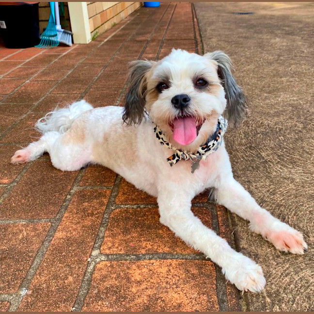 Photo of Toby 🐶🐾💙. Assisted Rehome 