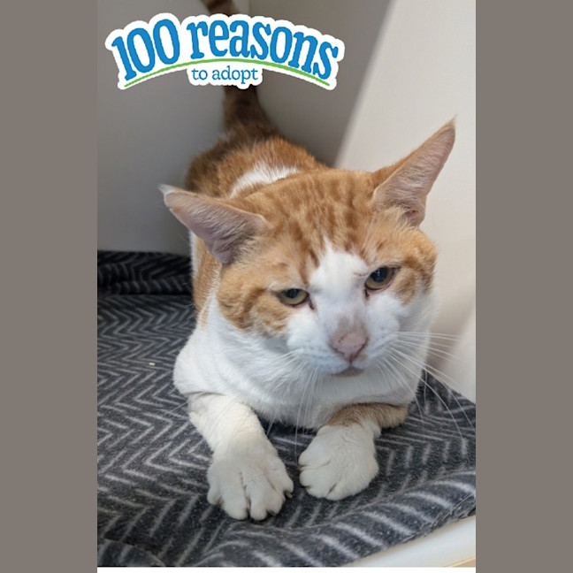 Photo of Houdini 