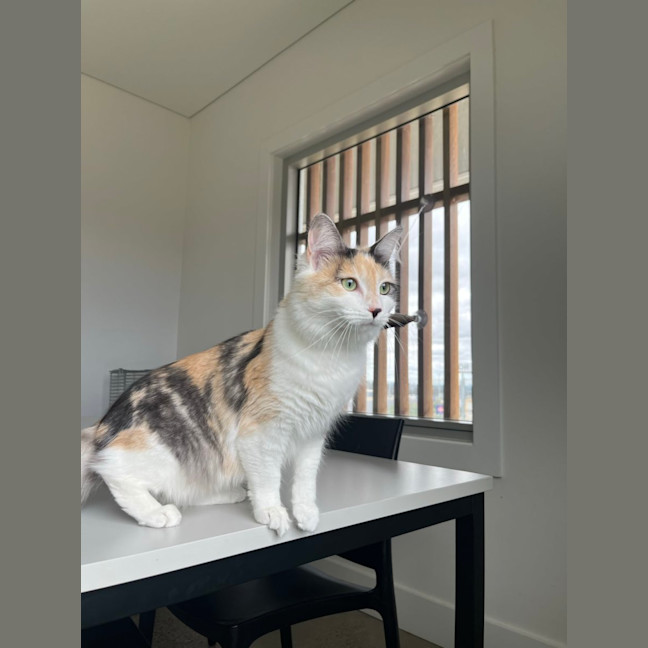Photo of Cinnamon