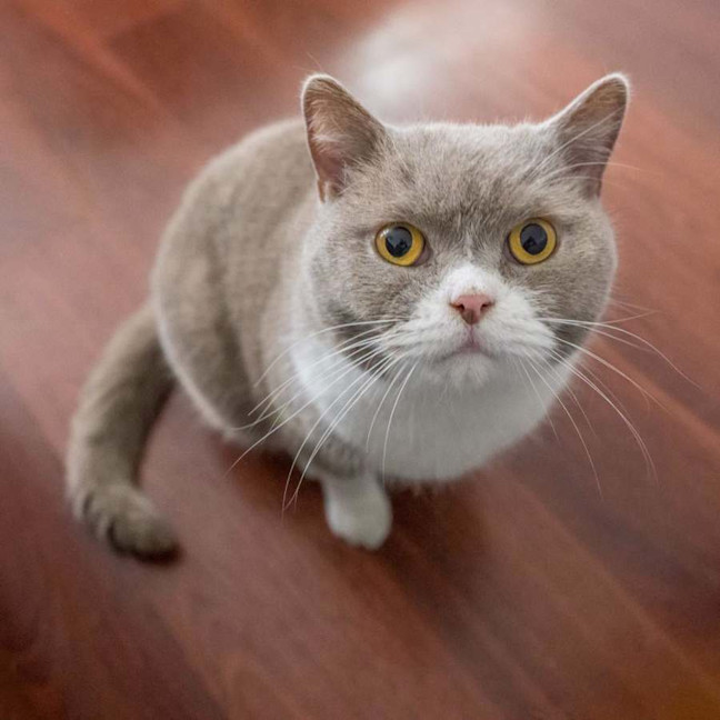 Photo of Teddy