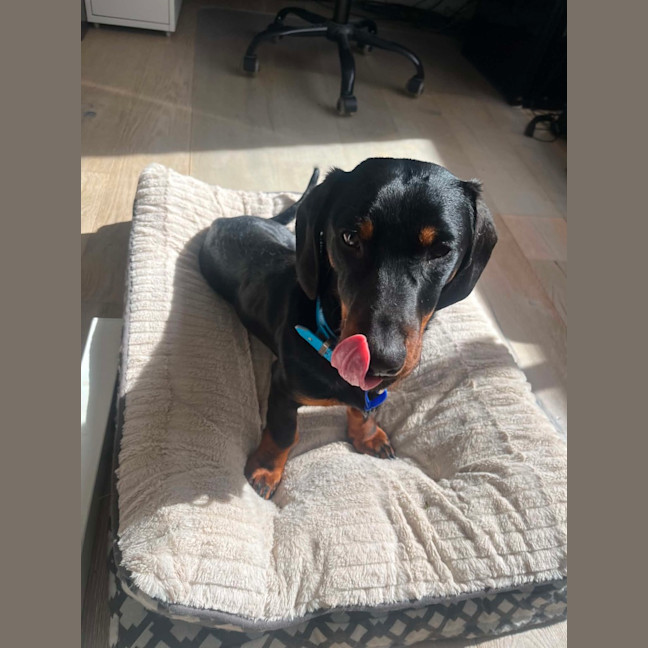 Photo of Mr Dash   9 Month Old Dachshund X Kelpie