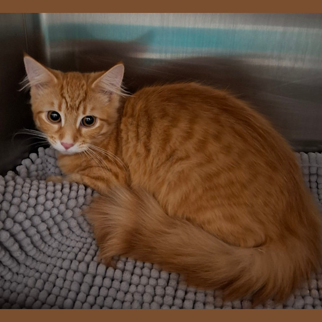 Photo of Ruby