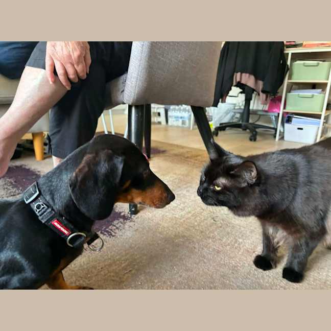 Photo of 🐈‍⬛💖 Annie 🐈‍⬛💖