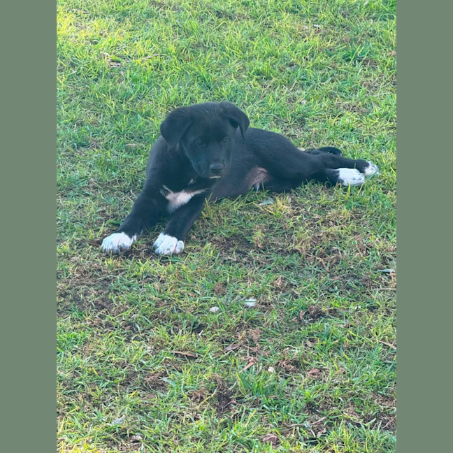 Photo of Oreo