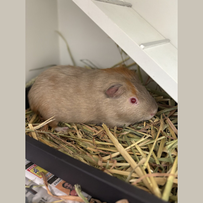 Photo of Chonk