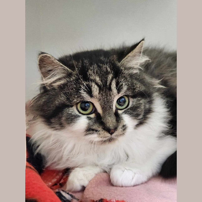 Photo of 🍓 Lette 6042 🍓