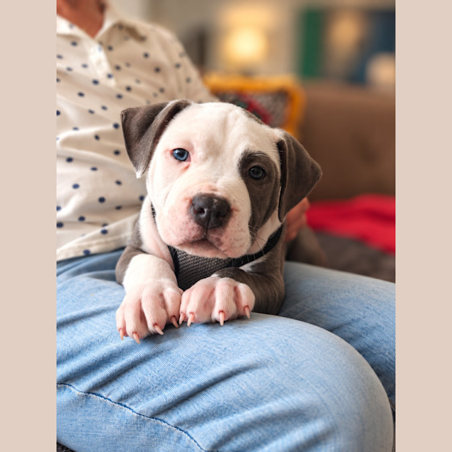 Photo of Dozer