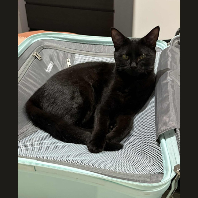 Photo of Pip & Squeak   In Foster In Preston 