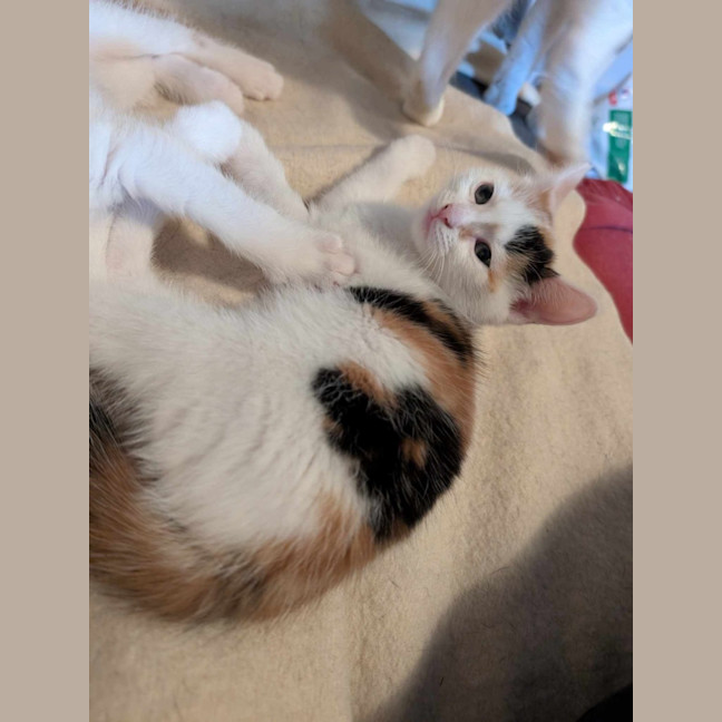 Photo of Adriana   Located In Pascoe Vale South 