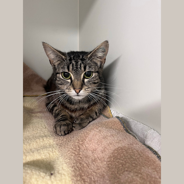 Photo of Kali