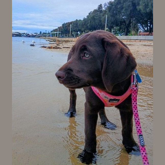 Photo of Coco