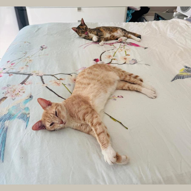 Photo of Ginger & Lily