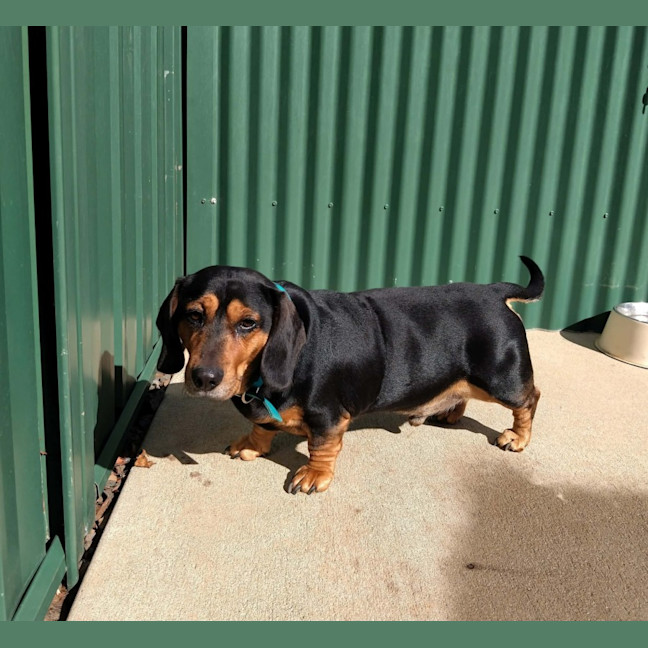 Photo of Buddy
