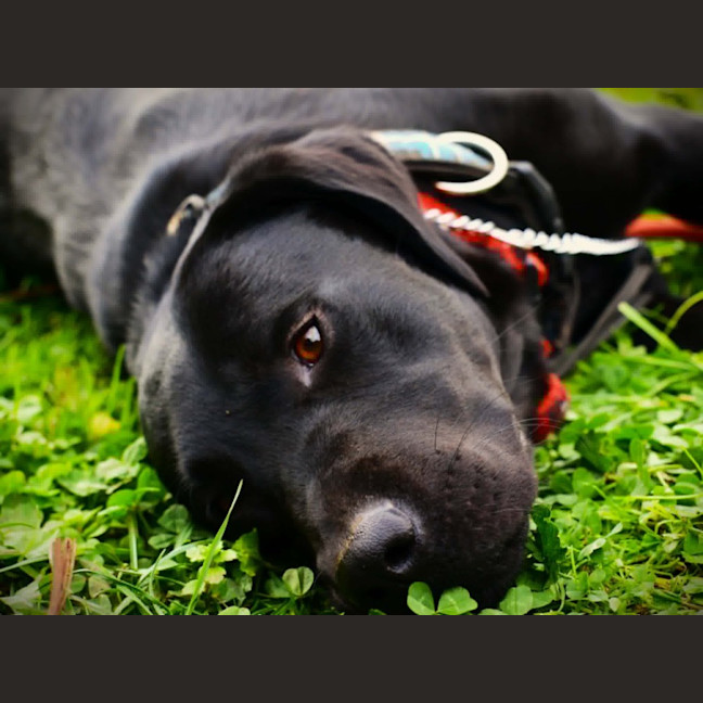 Photo of Max 