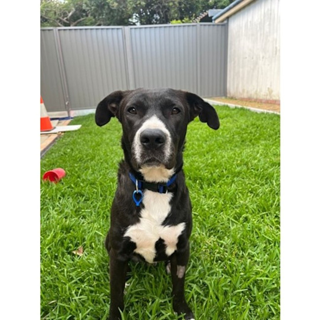 Photo of Robbie *$350 Adoption Fee*