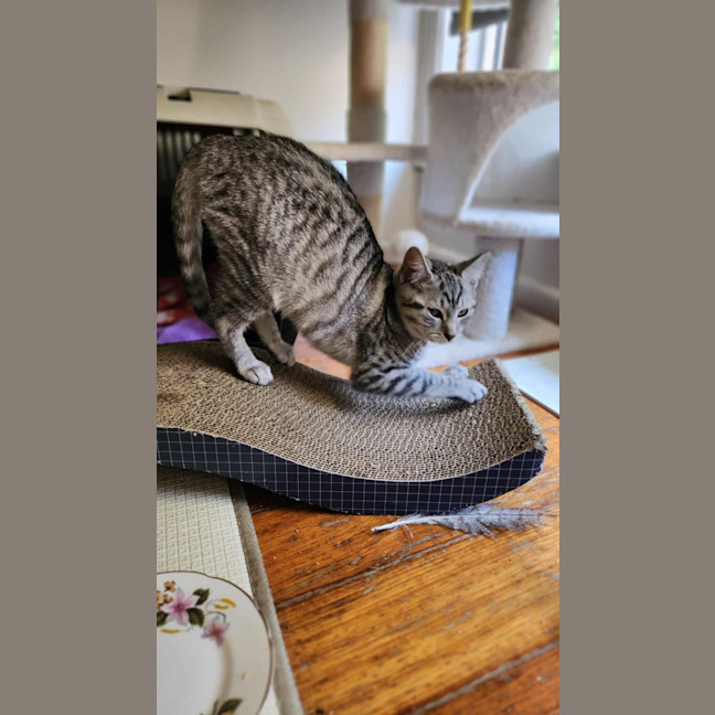 Photo of Frankie   In Foster Care In Healesville