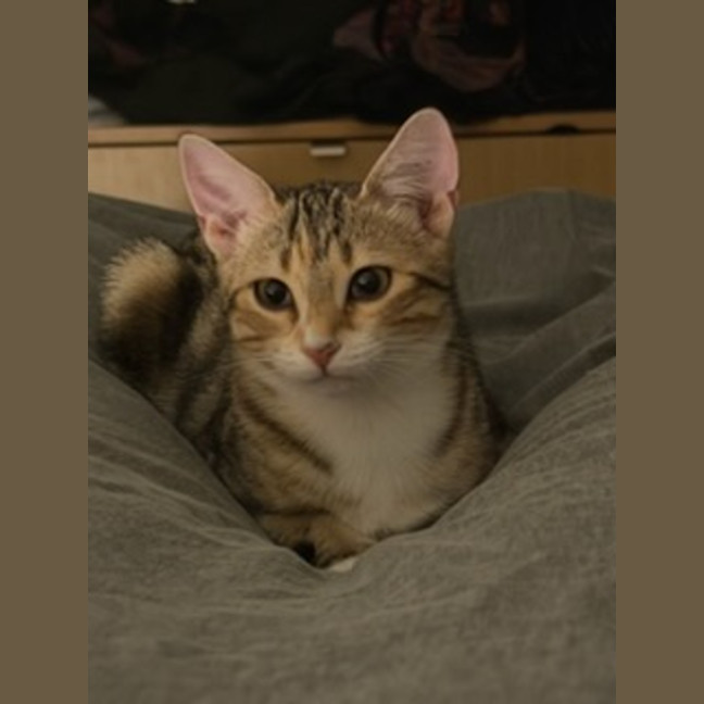 Photo of Peanut *9 Lives Project Rescue*