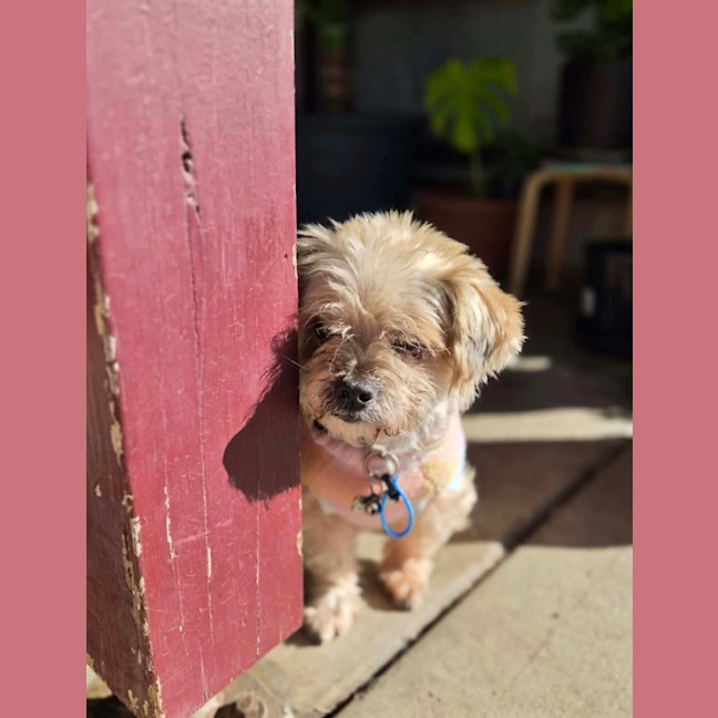 Photo of Darla
