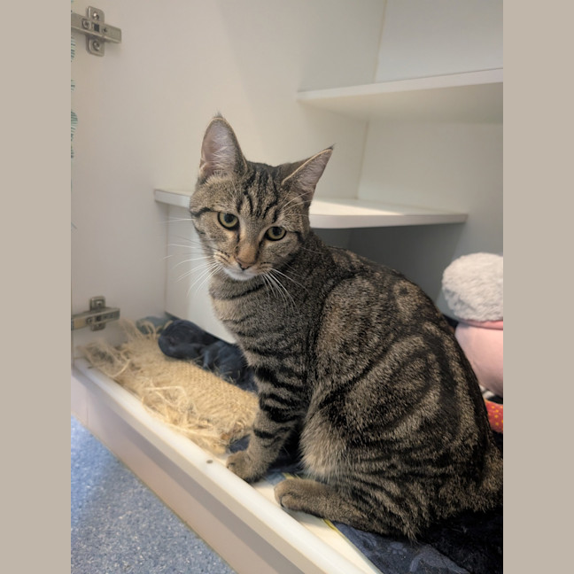 Photo of Cleo Cat Ra