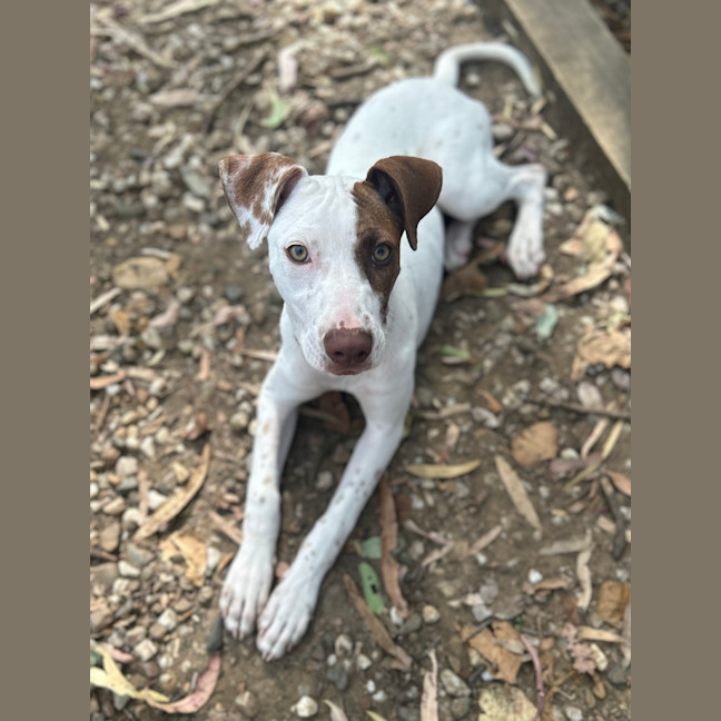 Photo of Daisy (Ex Fava)