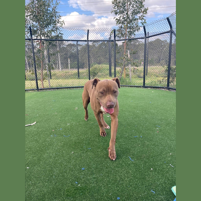 Photo of Coco Imp 1448