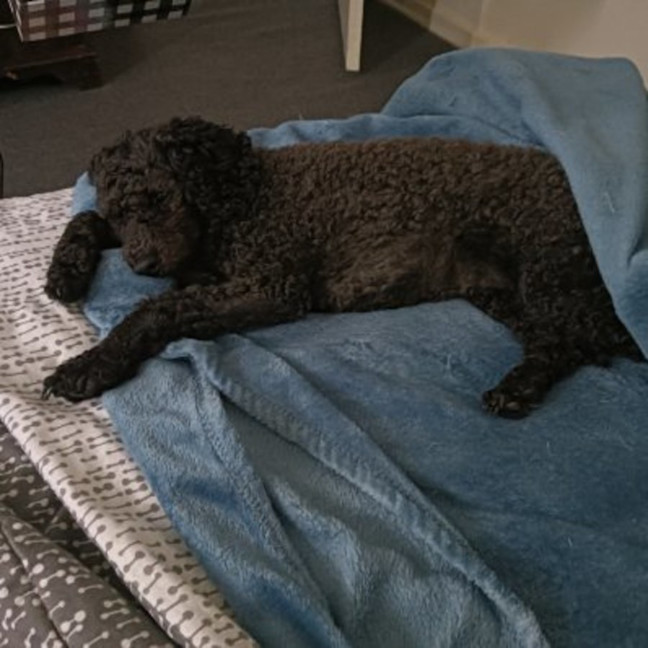 Photo of Belle
