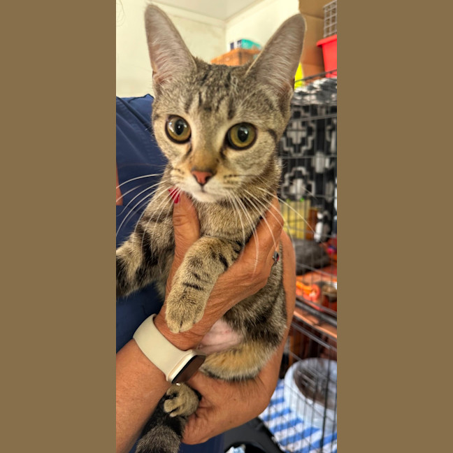 Photo of Luna & Jinx 