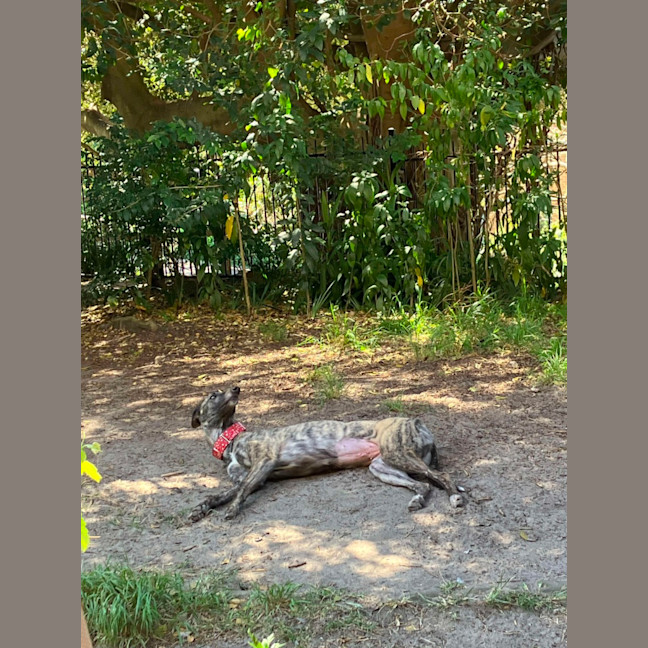 Photo of Bonnie, The Greyhound