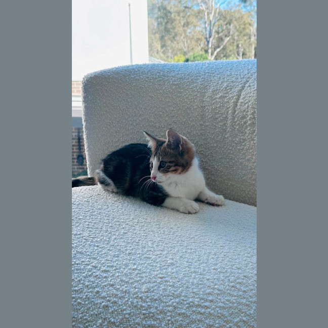 Photo of Spock
