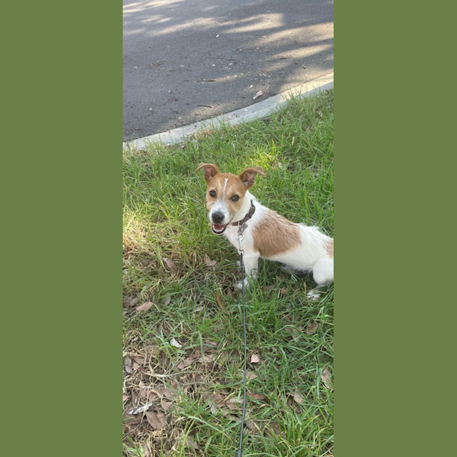 Photo of Frodo 